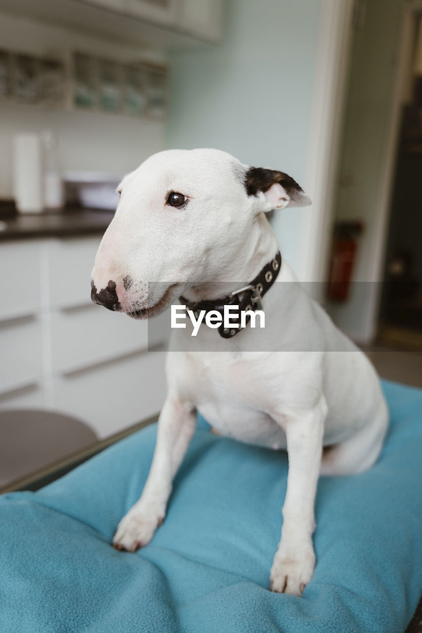White bull terrier on table looking away in veterinary clinic