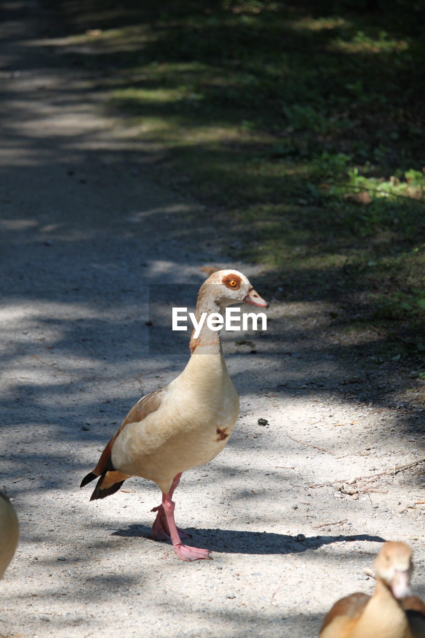 SIDE VIEW OF A BIRD ON THE GROUND