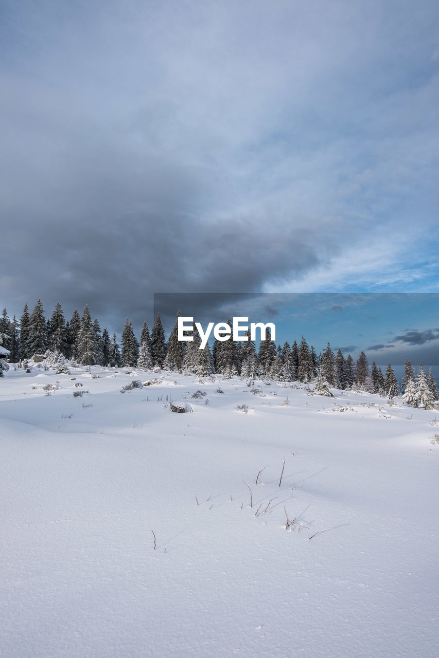 SNOW COVERED TREES AGAINST SKY