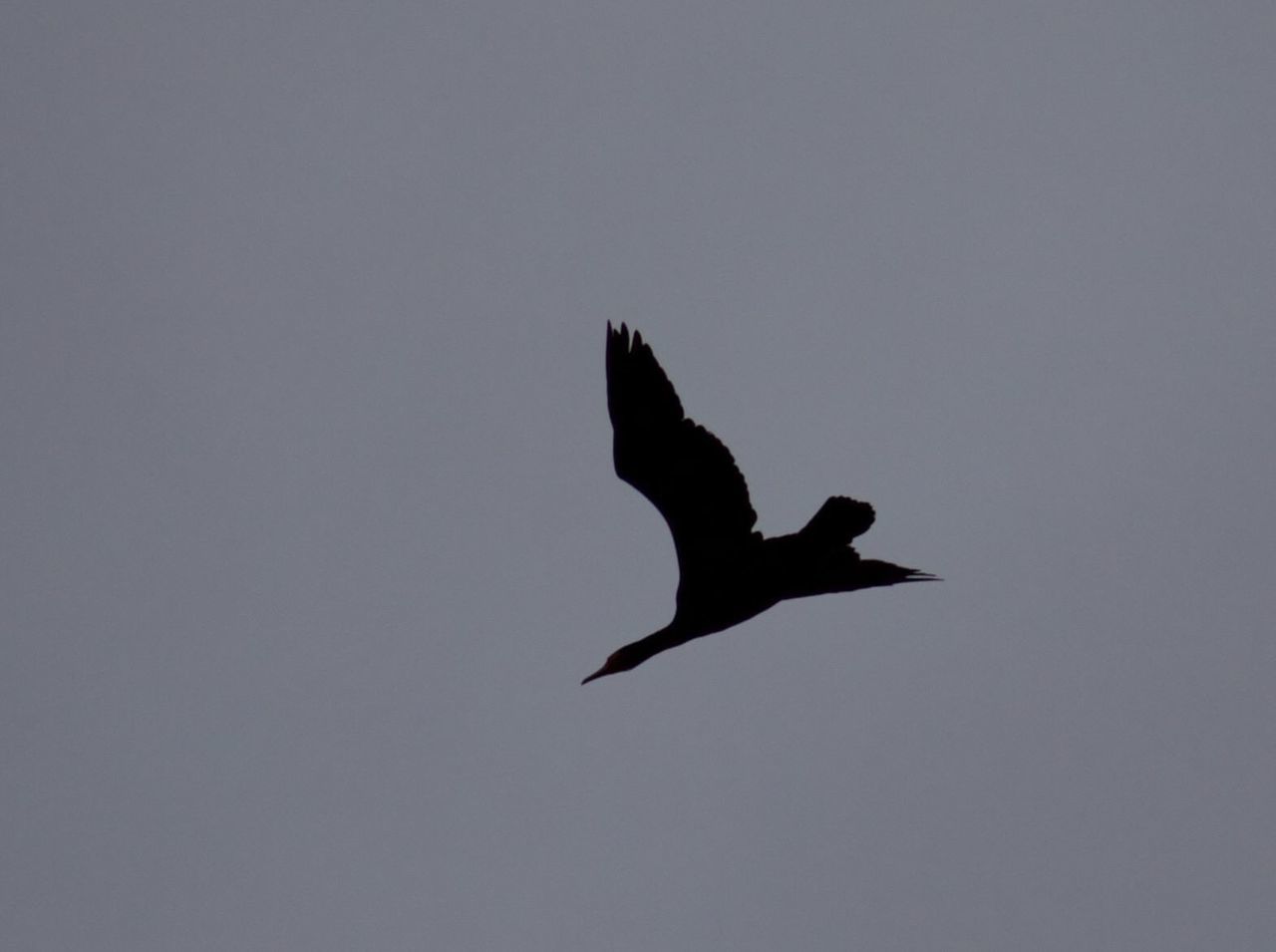 SILHOUETTE BIRD FLYING AGAINST SKY