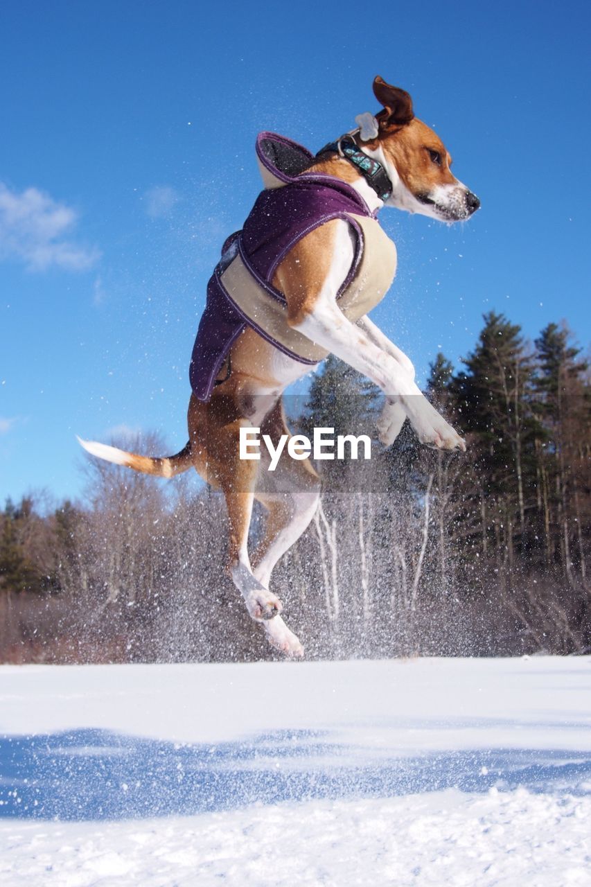 Full length of dog jumping in snow