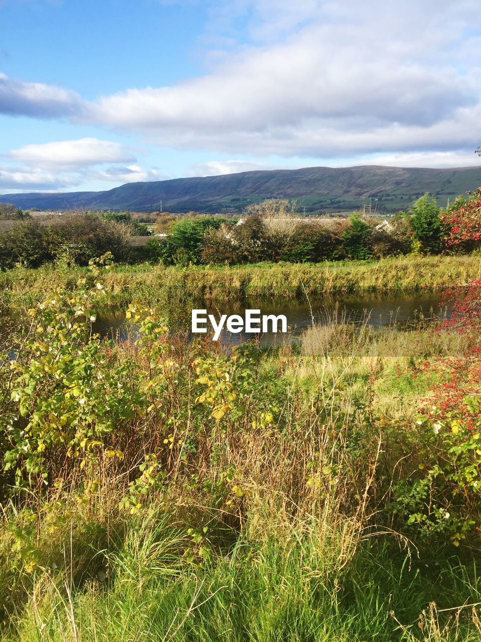 SCENIC VIEW OF LAND AND PLANTS ON FIELD AGAINST SKY