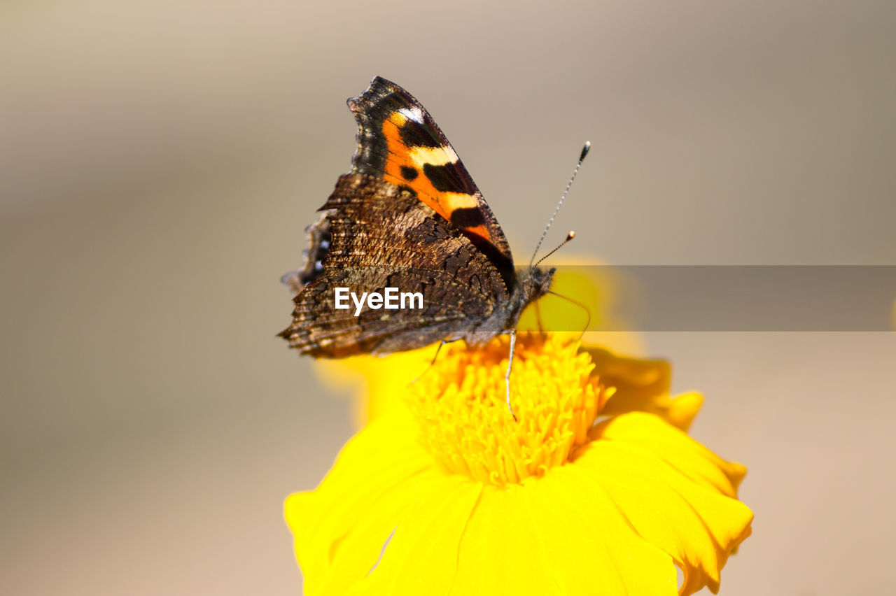 BUTTERFLY POLLINATING ON YELLOW FLOWER