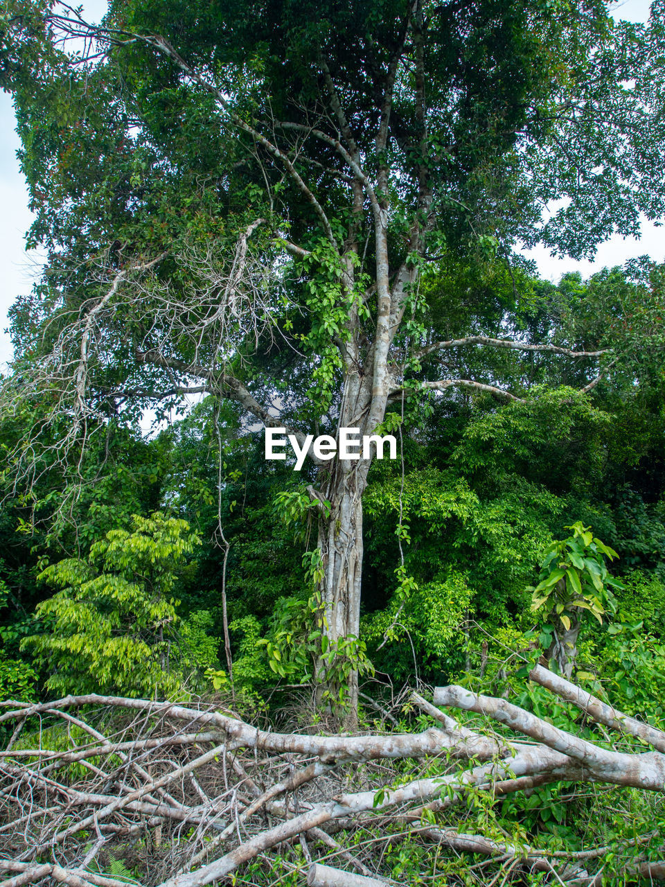 Trees in forest