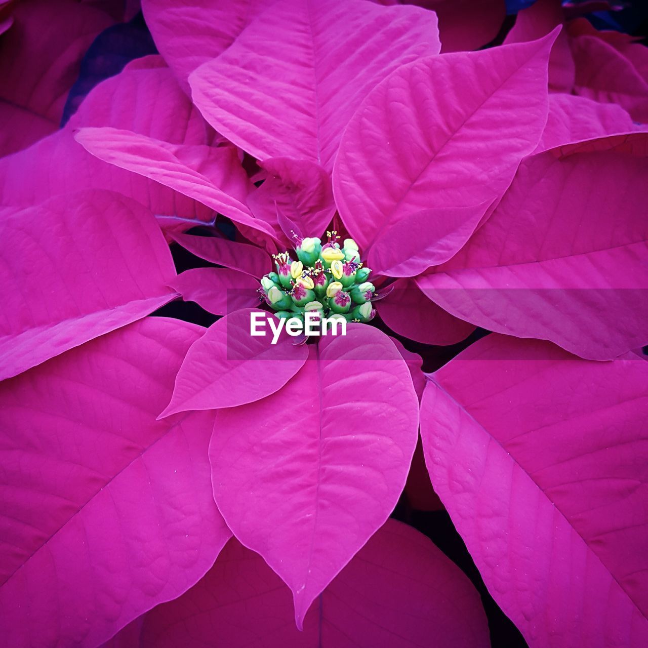 Close-up of pink poinsettia growing outdoors