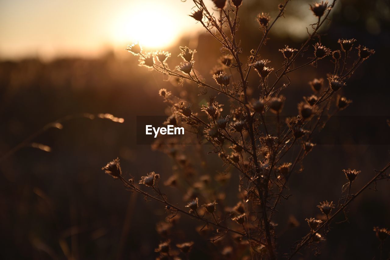 CLOSE-UP OF DRIED PLANT ON FIELD AGAINST SUNSET SKY