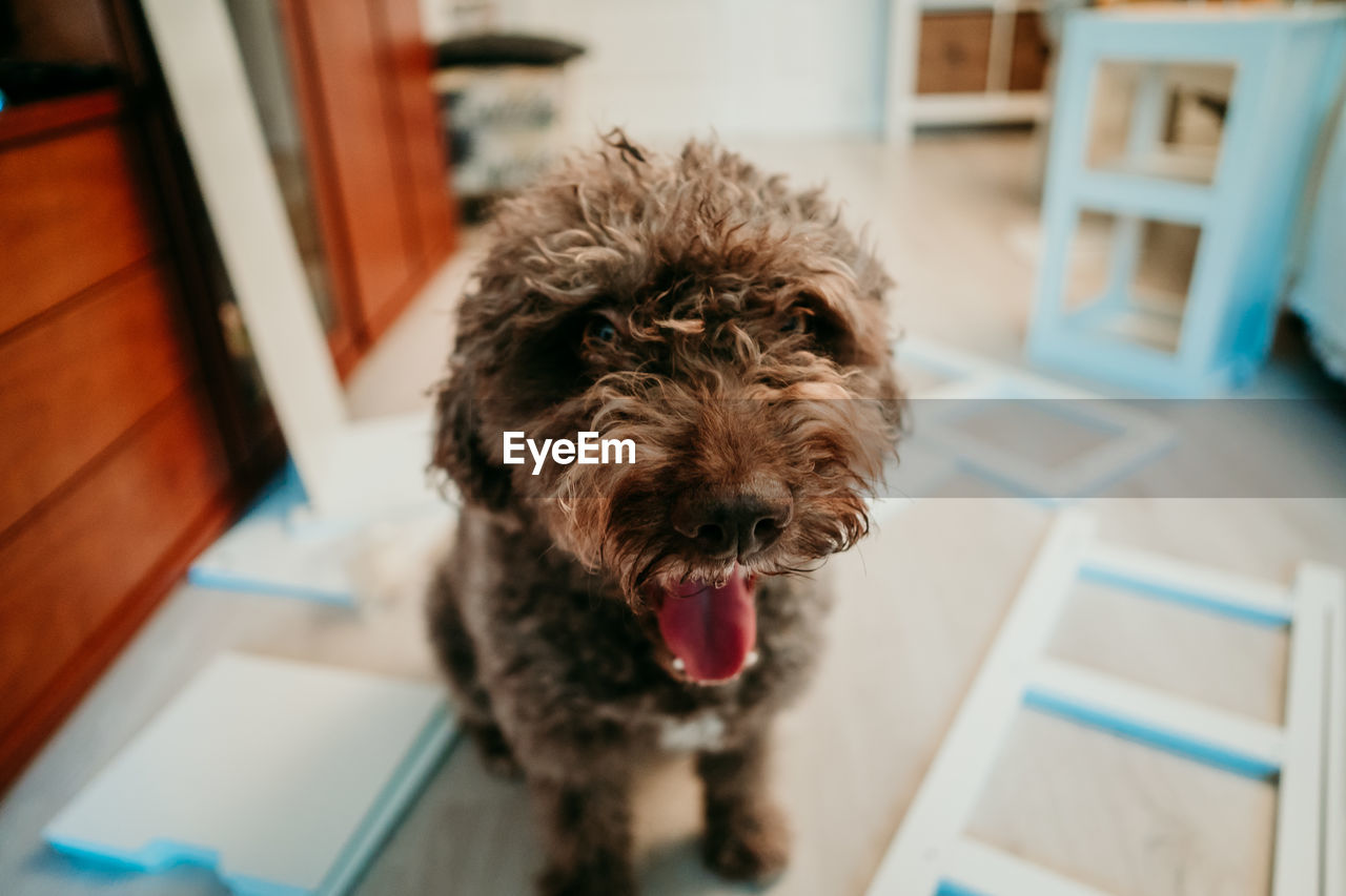 HIGH ANGLE PORTRAIT OF A DOG AT HOME