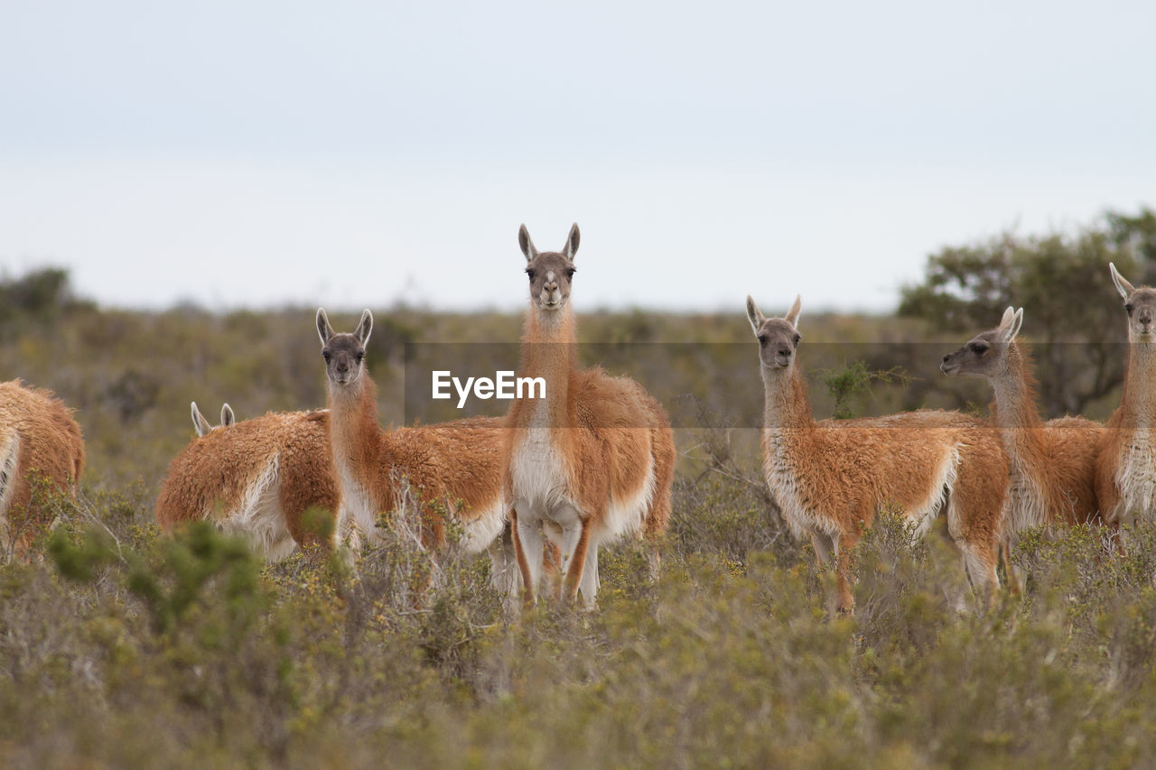 Group of llama standing on field