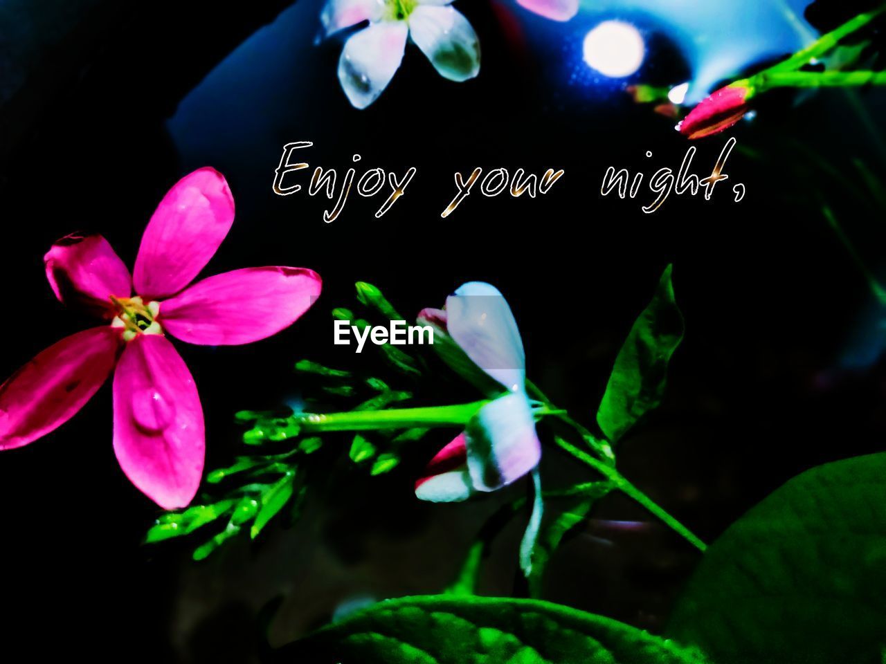 plant, flower, flowering plant, beauty in nature, freshness, close-up, green, nature, petal, macro photography, leaf, no people, growth, pink, fragility, flower head, plant part, inflorescence, blossom, outdoors, night, text