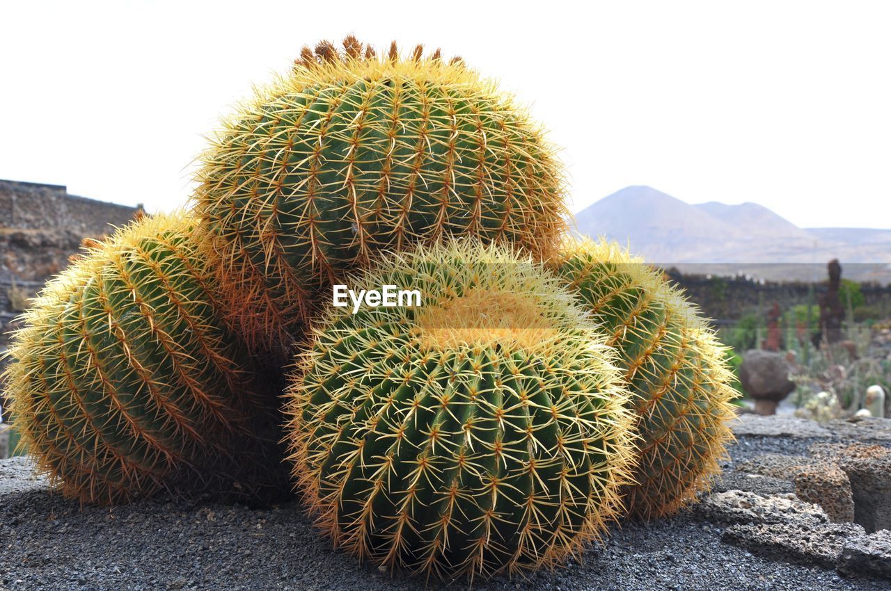 Close-up of barrel cactuses on field against clear sky