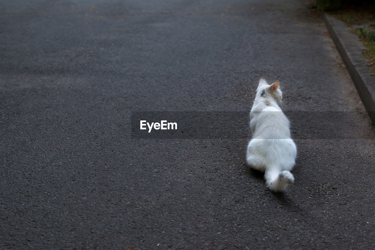 HIGH ANGLE VIEW OF CAT ON STREET