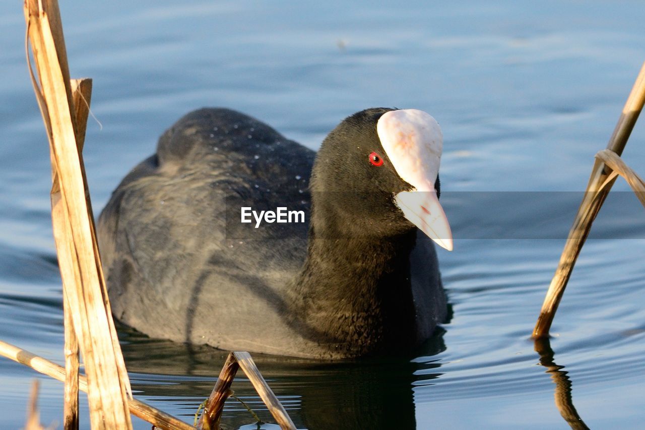 Side view of water bird swimming in lake