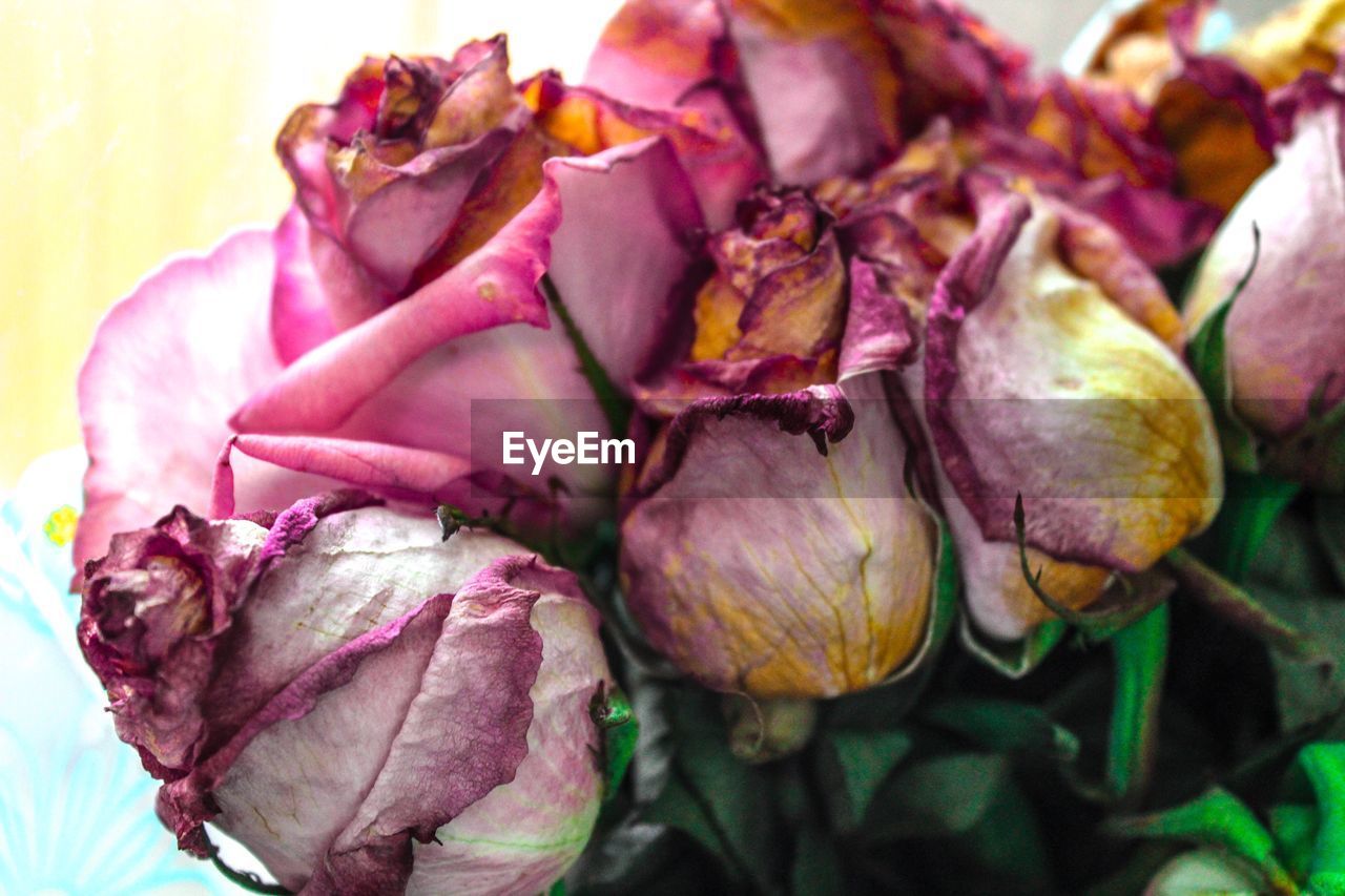 CLOSE-UP OF PURPLE FLOWERS IN SPRING