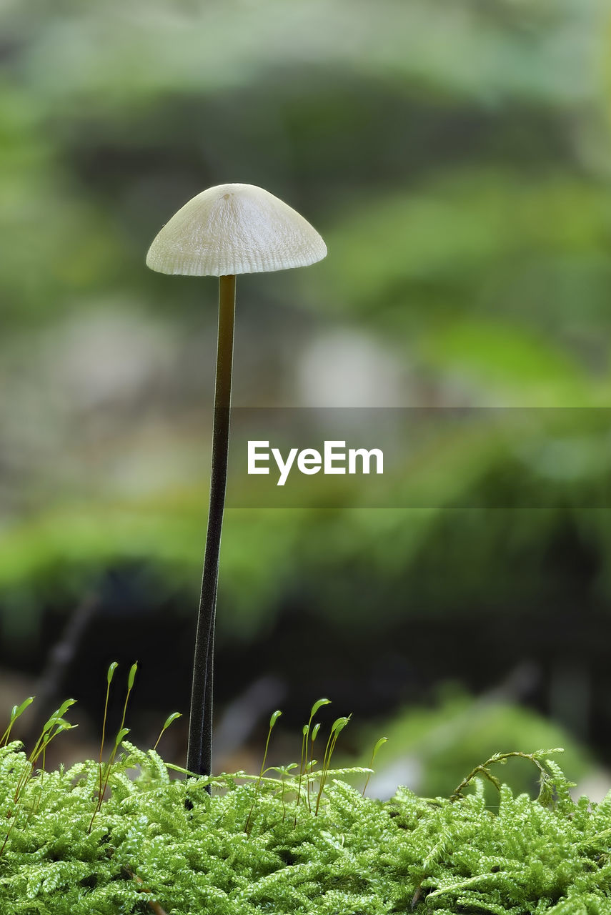 Close-up of mushroom growing on field