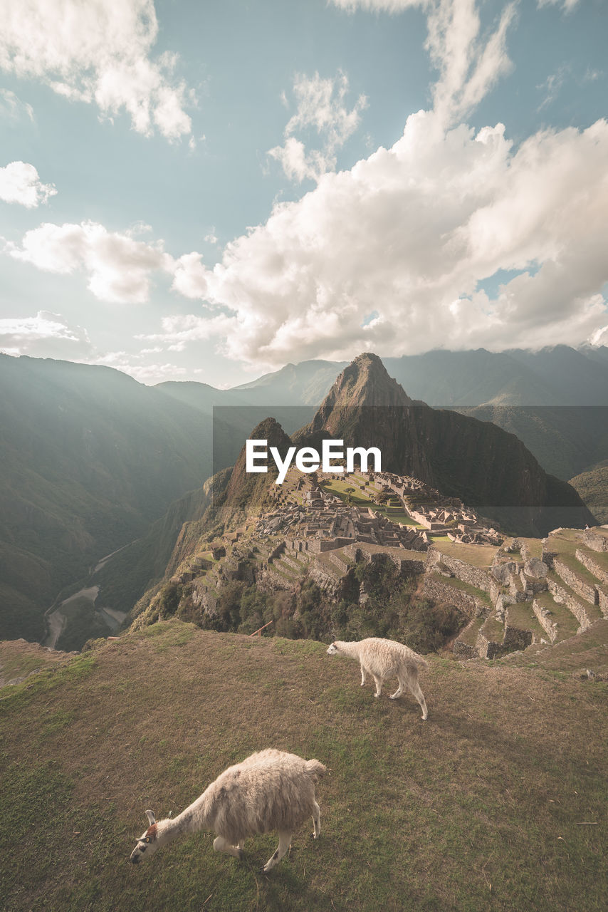 Sheep on mountains against sky