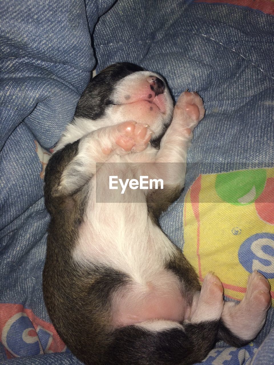 HIGH ANGLE VIEW OF DOG ON BED