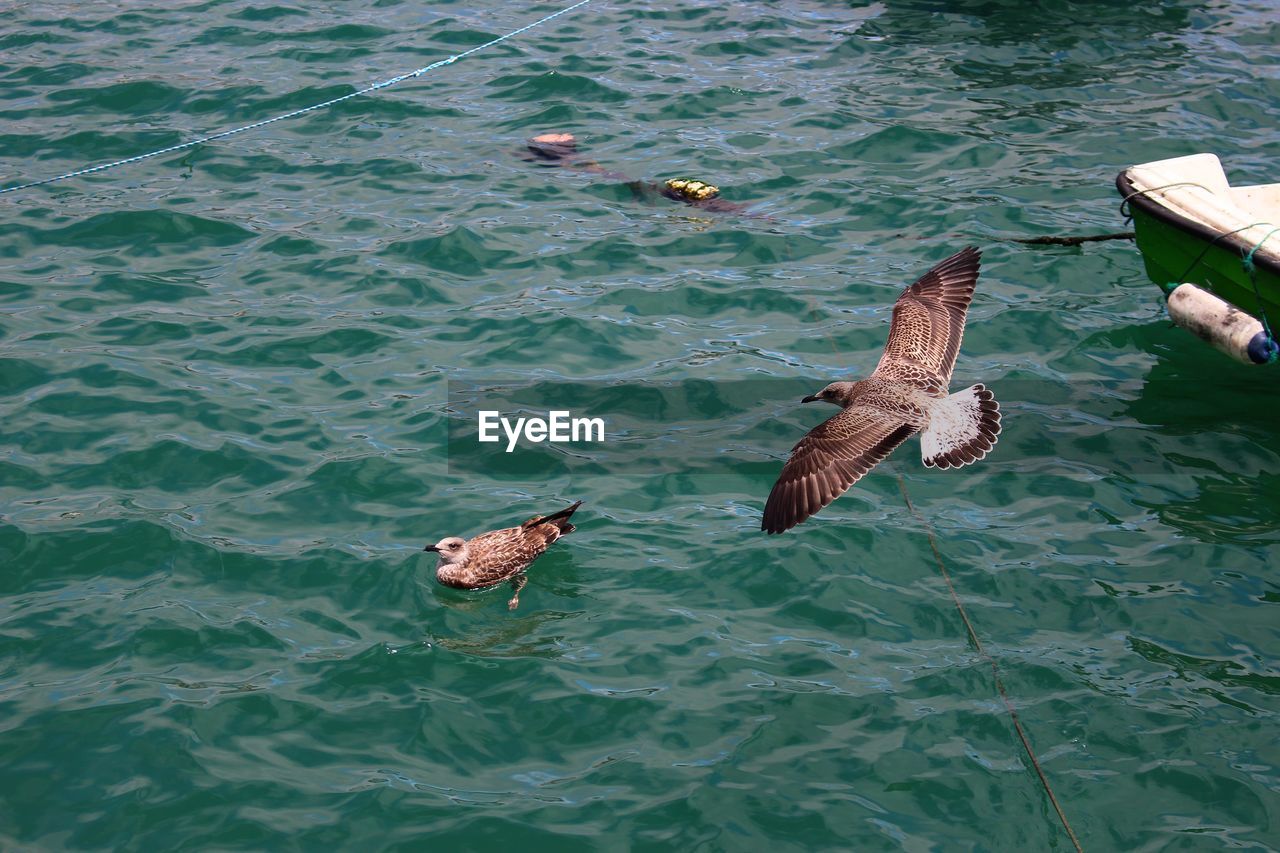 High angle view of seagull flying over sea