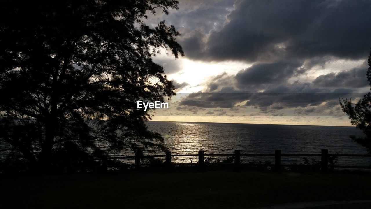 Silhouette tree on beach against sky during sunset