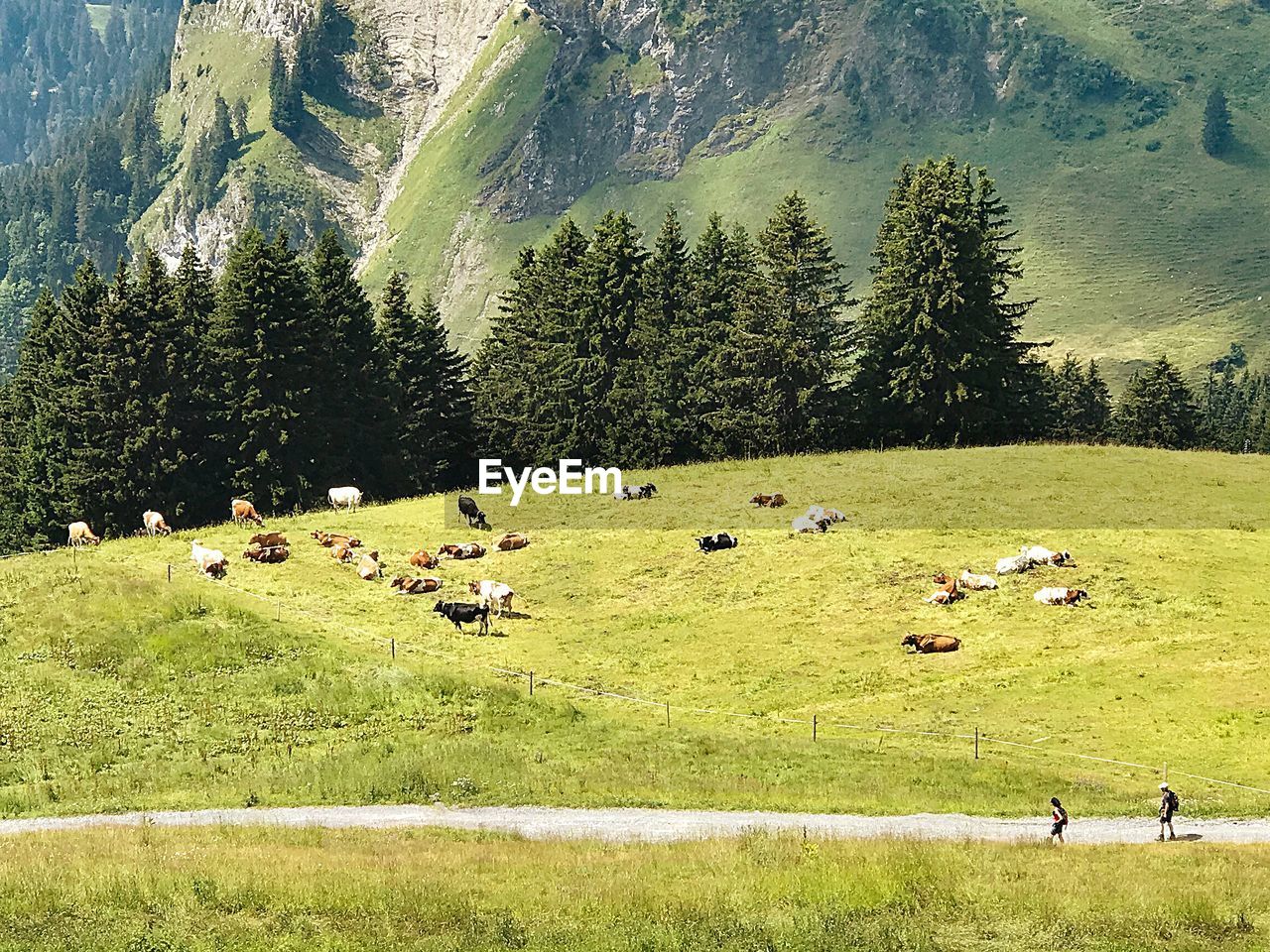  cows on field