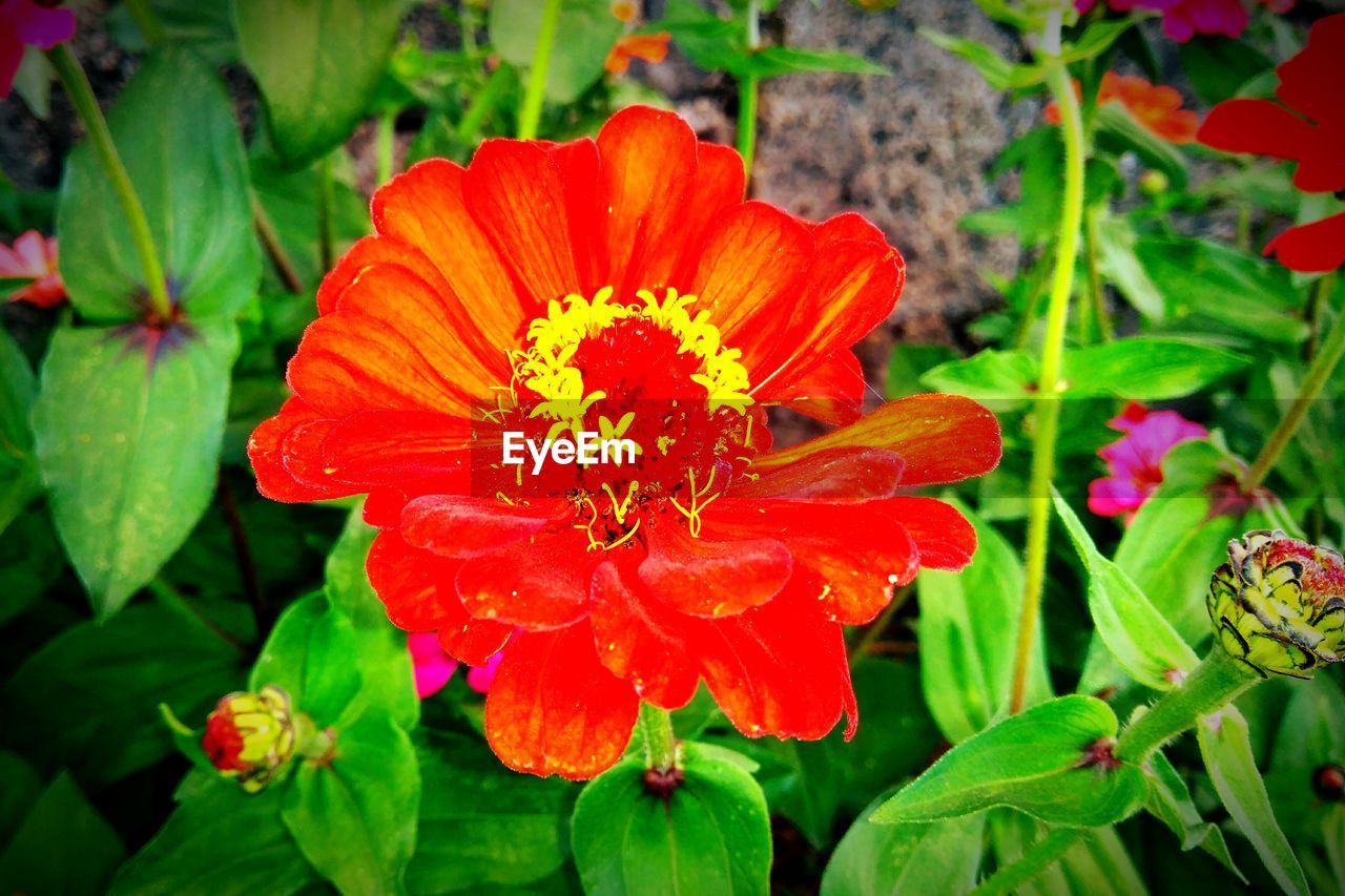 CLOSE-UP OF RED FLOWERS