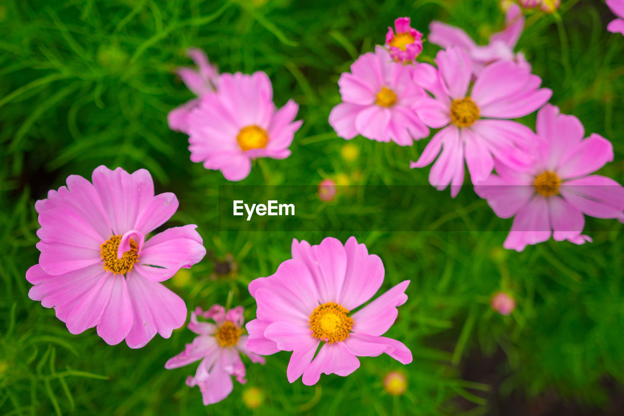 Close-up of pink cosmos flowers