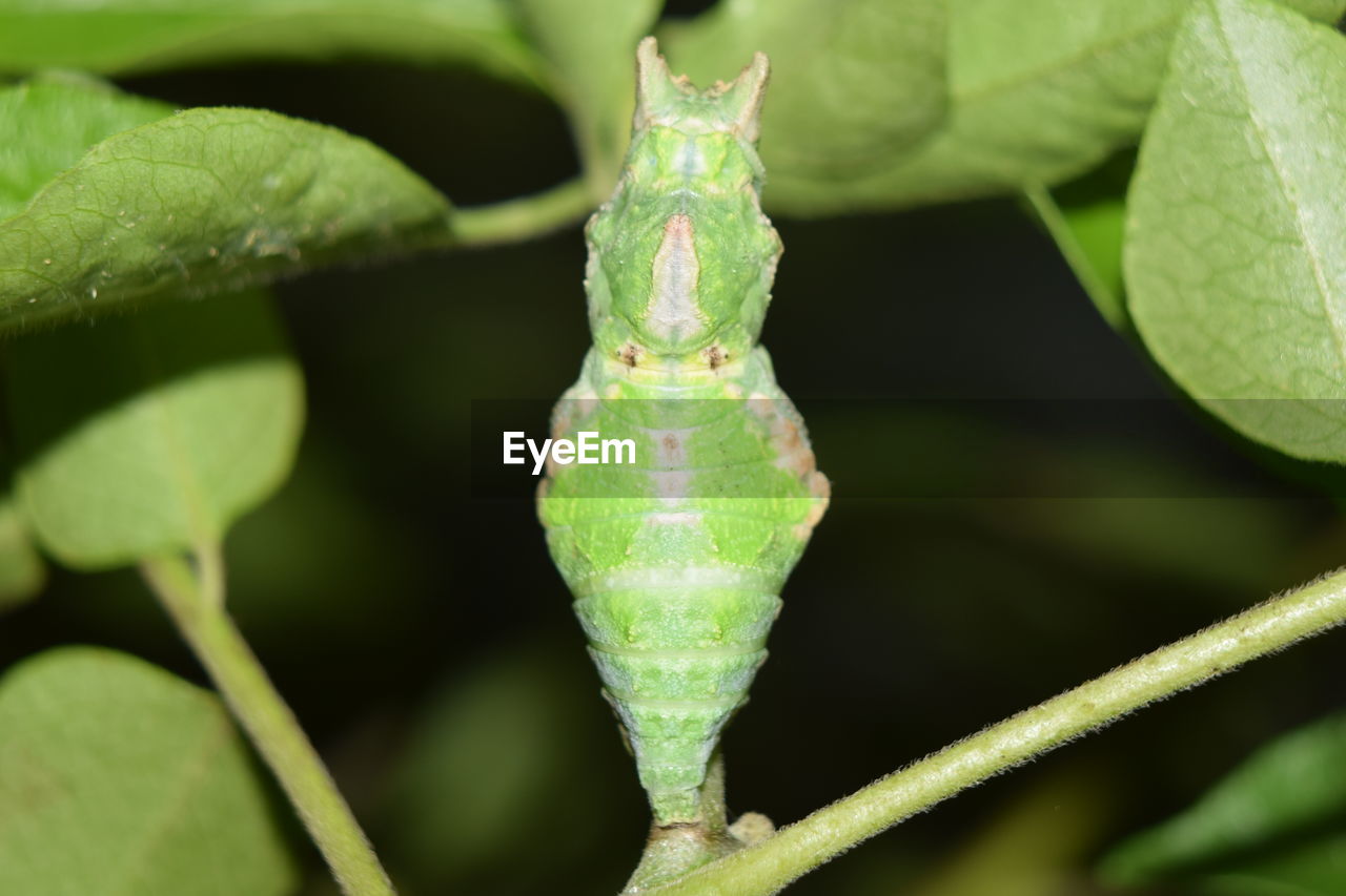 CLOSE-UP OF INSECT ON PLANT