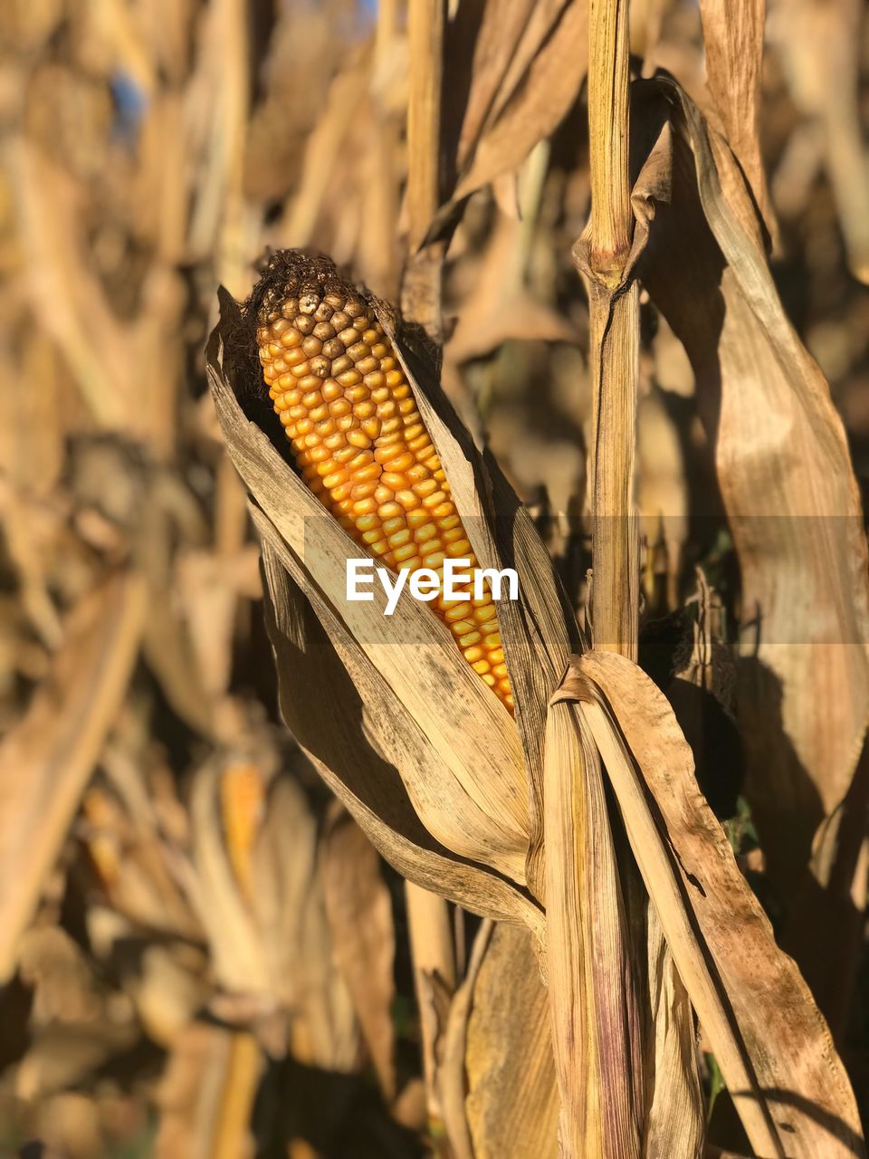 Close-up of corn in farm during sunny day