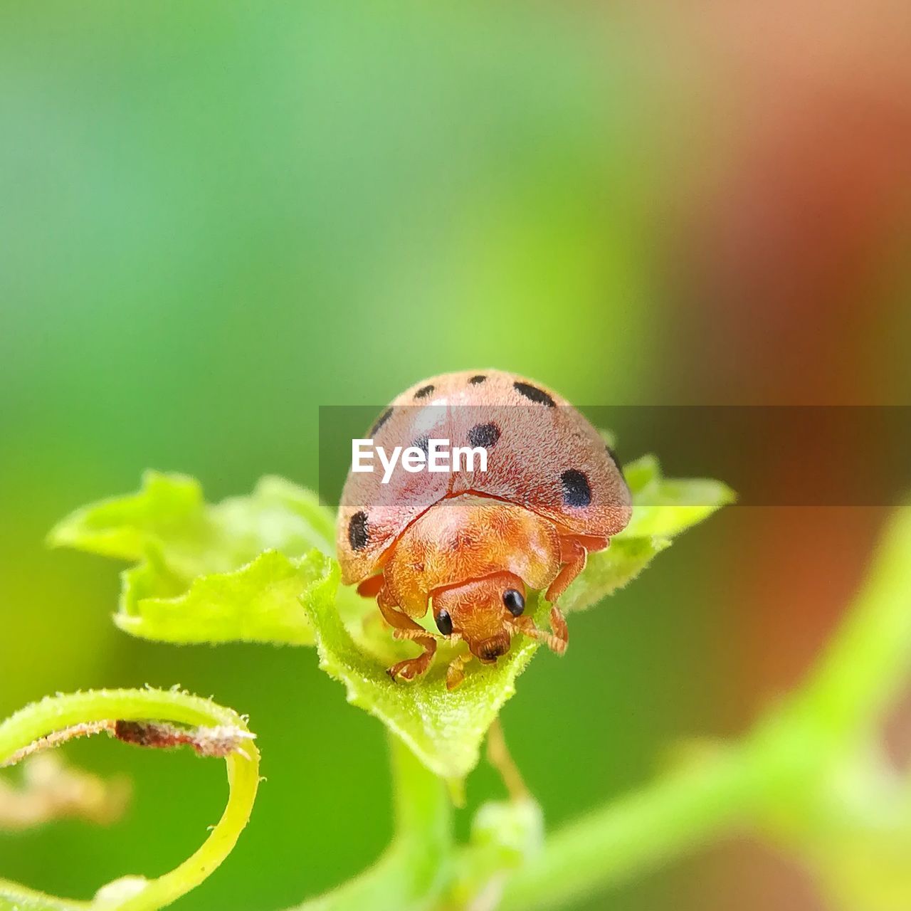 CLOSE-UP OF INSECT ON LEAF