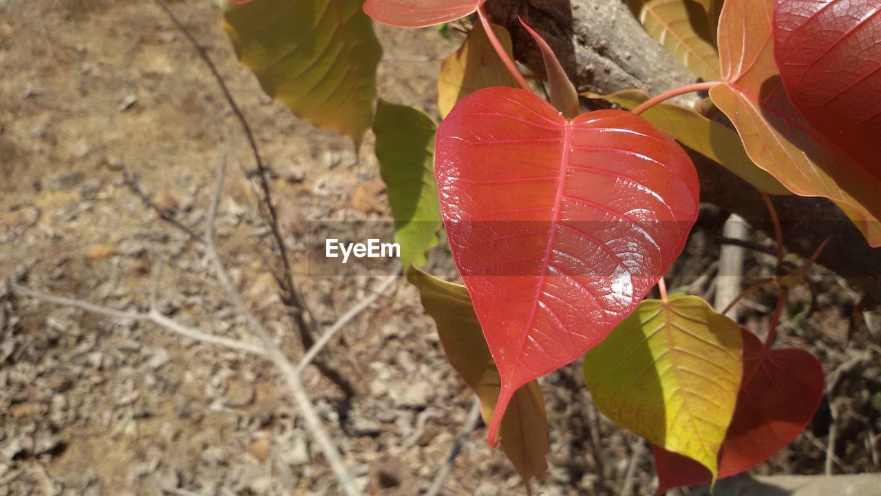 CLOSE-UP OF RED LEAVES