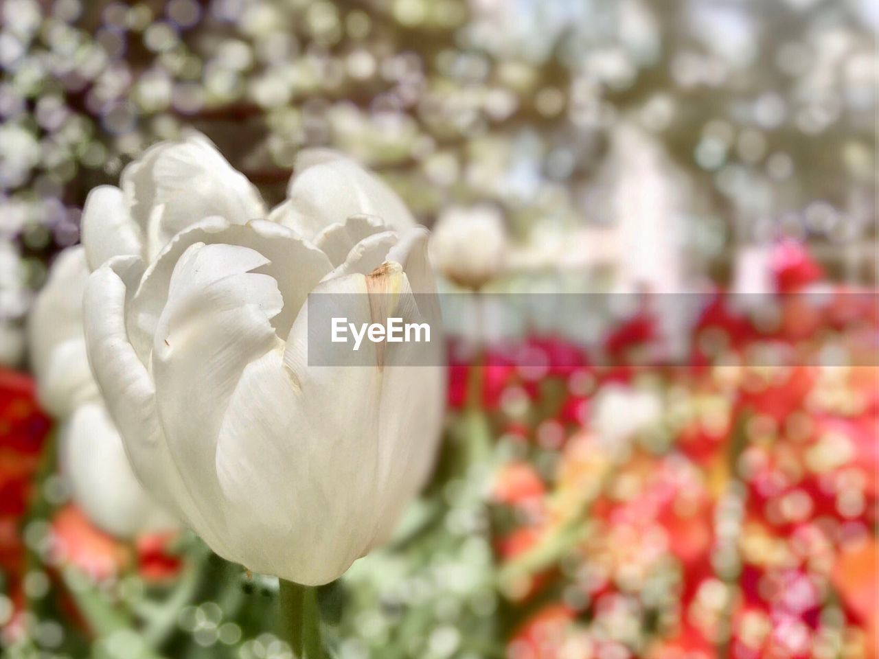 CLOSE-UP OF FRESH WHITE ROSE BLOOMING IN GARDEN