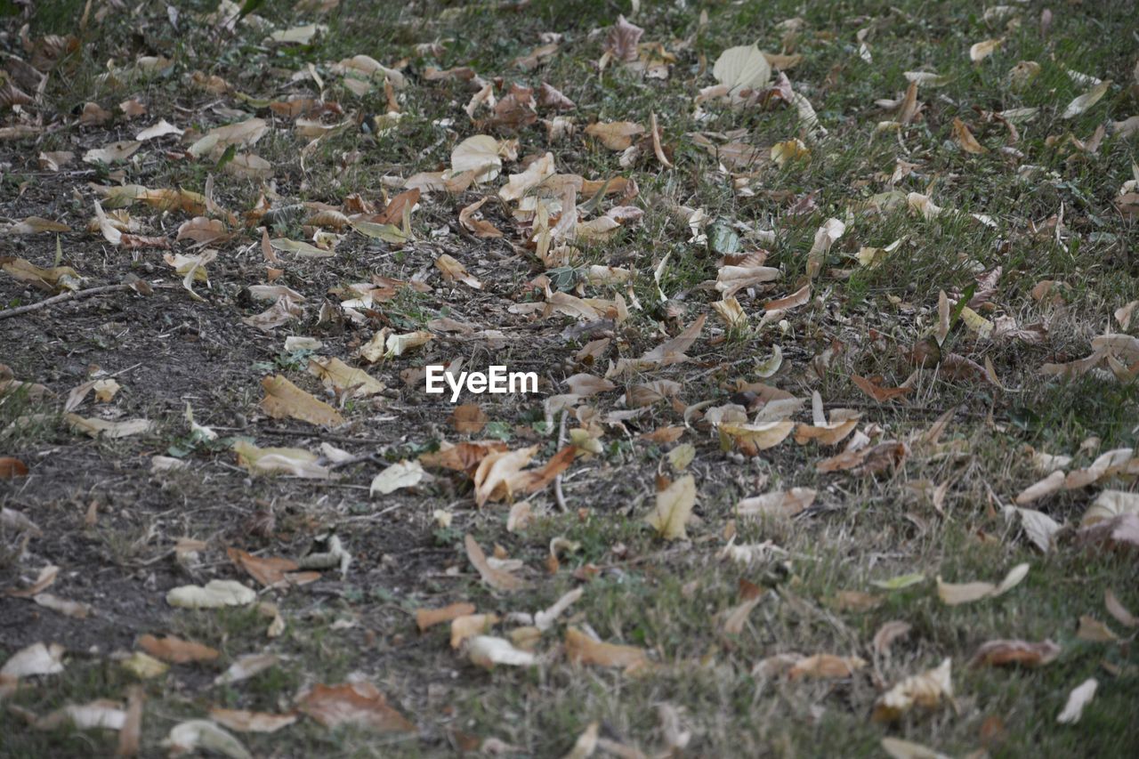 HIGH ANGLE VIEW OF DRY LEAVES ON FIELD