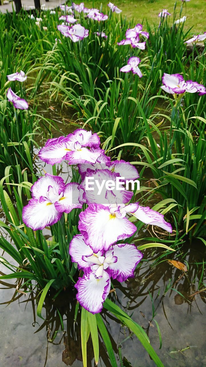 HIGH ANGLE VIEW OF PURPLE FLOWER BLOOMING OUTDOORS