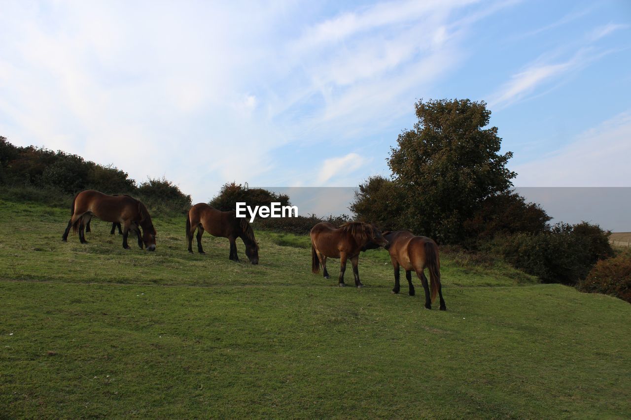 HORSE GRAZING ON FIELD AGAINST SKY