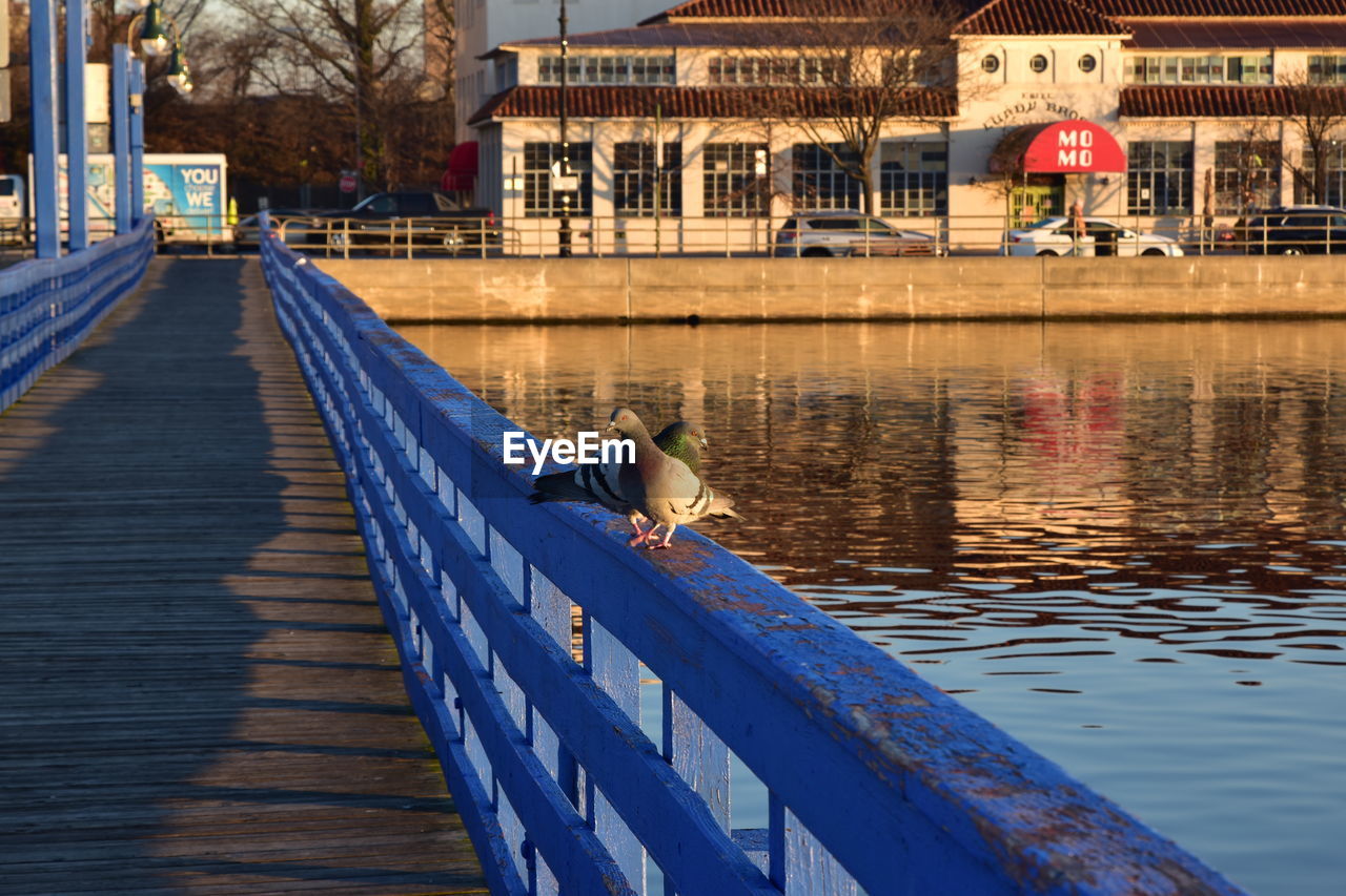 BIRDS PERCHING ON A LAKE