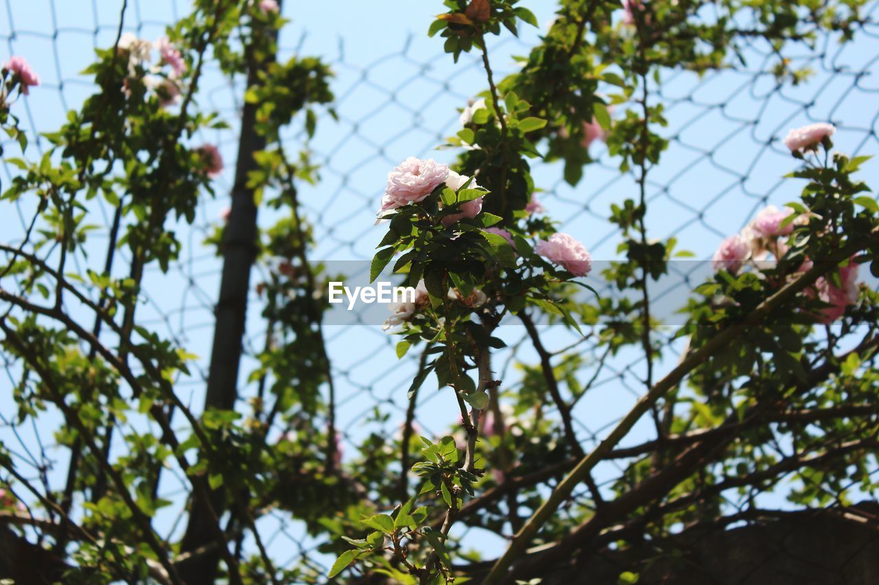 LOW ANGLE VIEW OF FLOWERS ON TREE