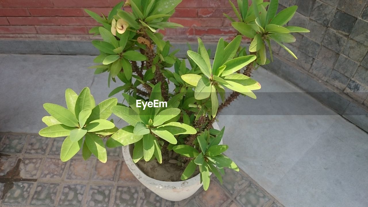 HIGH ANGLE VIEW OF POTTED PLANT OUTDOORS