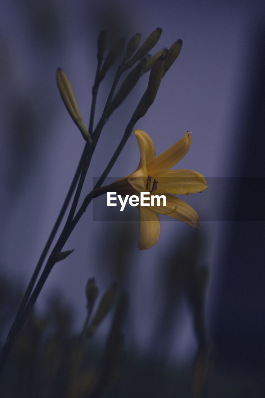 Close-up of yellow flowers blooming in park