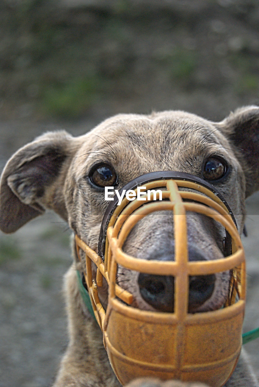 Portrait of greyhound wearing muzzle