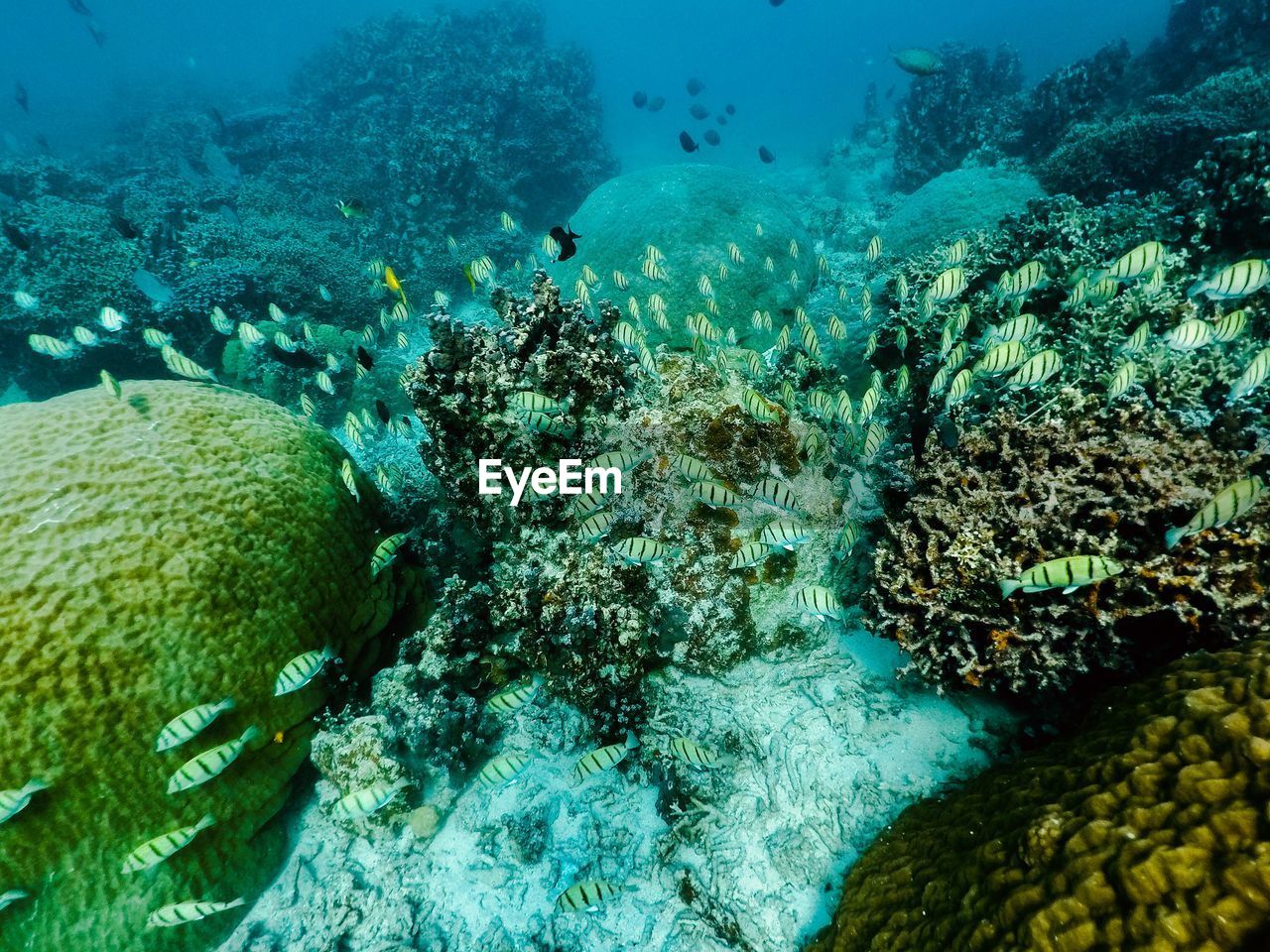 School of fish swimming in sea