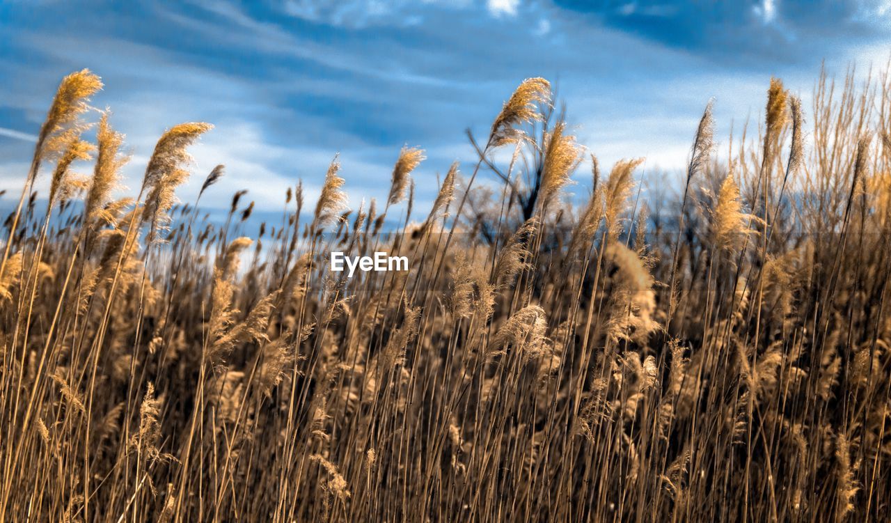 Close-up of stalks against the sky