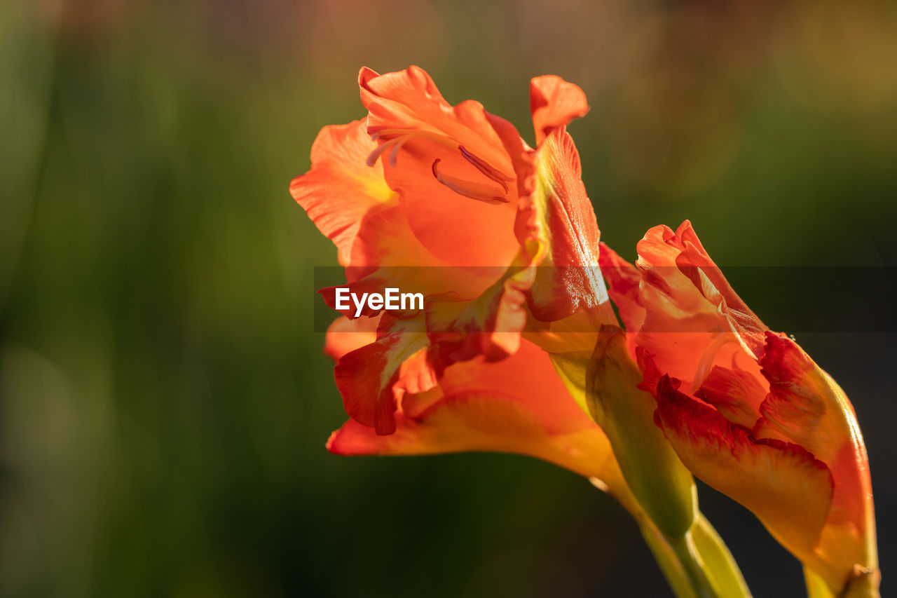 Close-up of red rose flower