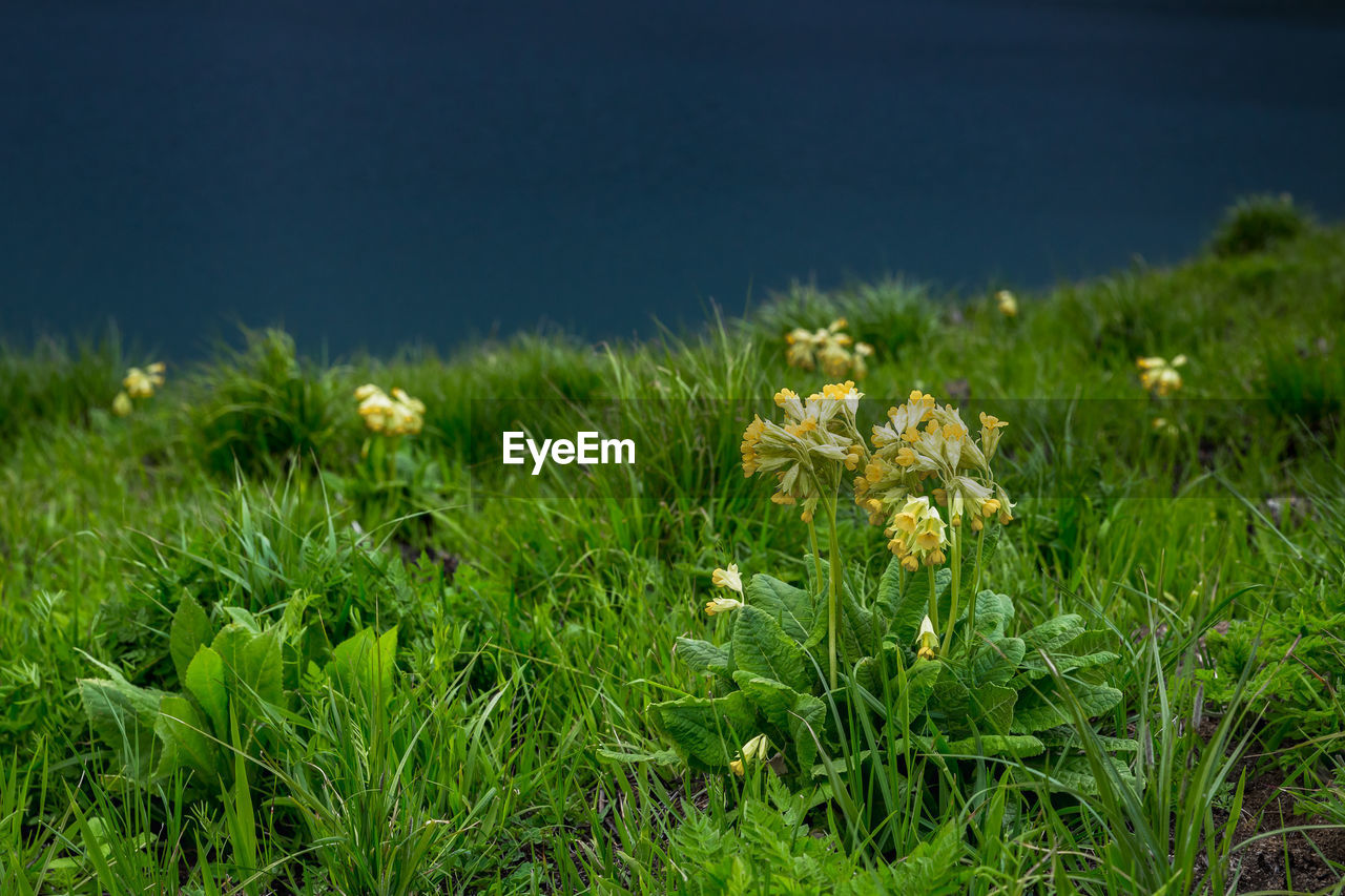 Yellow flowers in green grass by the lake. close-up of yellow flowering plants on field