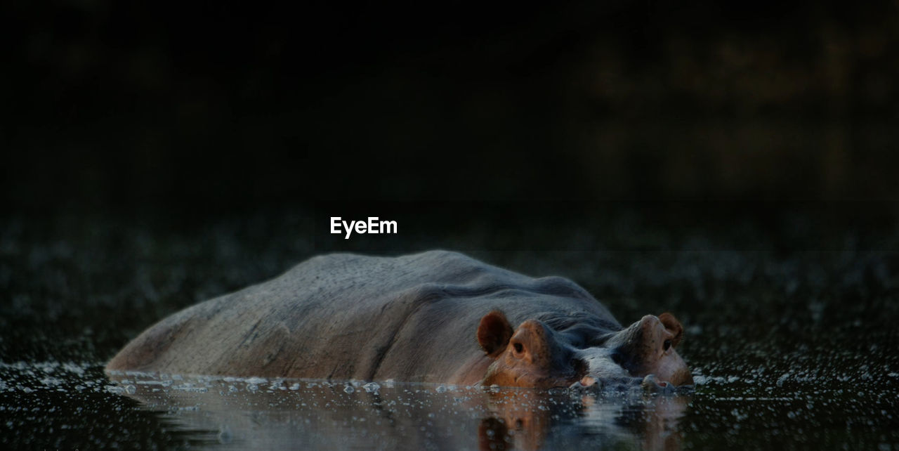 HORSE DRINKING WATER FROM LAKE