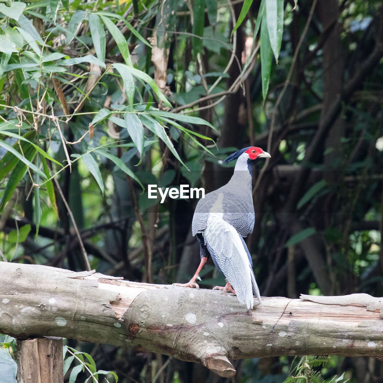 BIRD PERCHING ON BRANCH