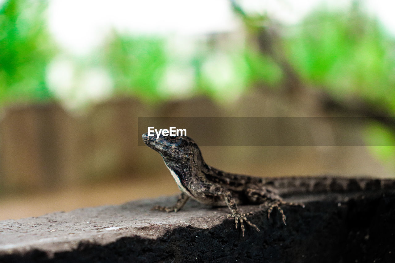 animal themes, animal, one animal, animal wildlife, reptile, wildlife, lizard, no people, close-up, nature, green, day, side view, outdoors, focus on foreground, iguana, macro photography, animal body part, rock, selective focus