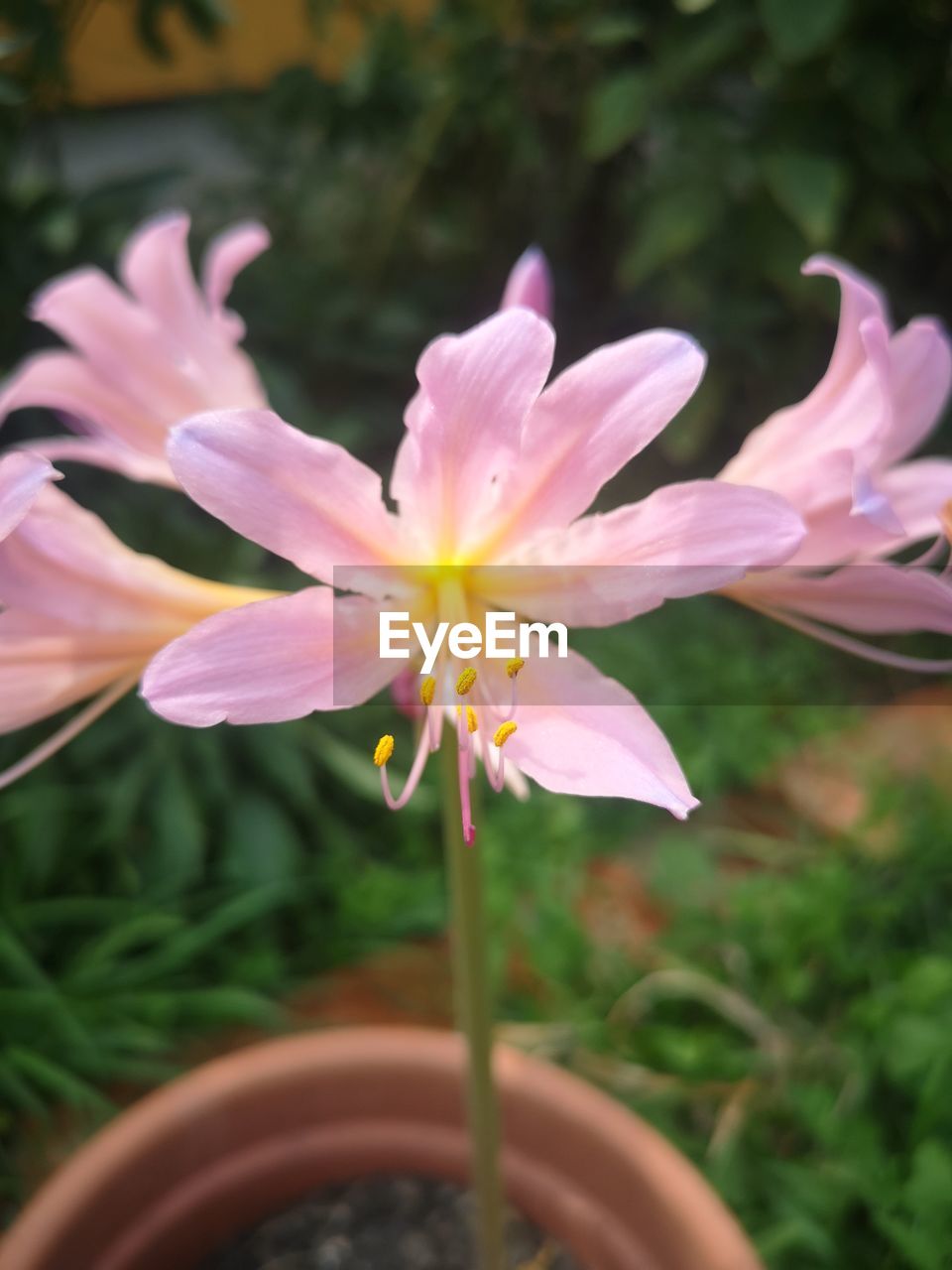 flower, flowering plant, plant, freshness, beauty in nature, fragility, petal, growth, close-up, flower head, nature, inflorescence, pink, focus on foreground, blossom, no people, pollen, lily, outdoors, botany, springtime, stamen, day, selective focus