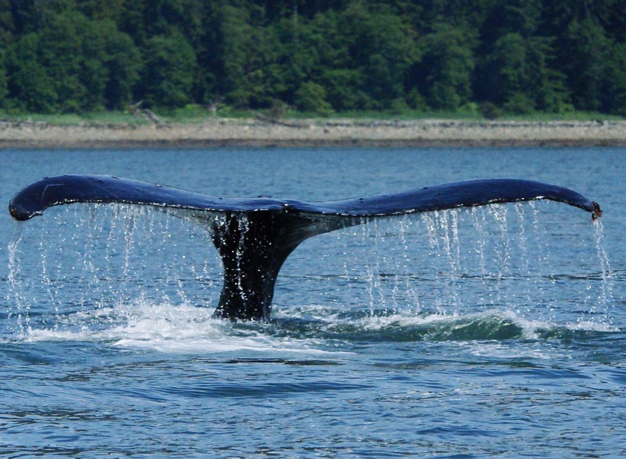 Whale humpback in sea