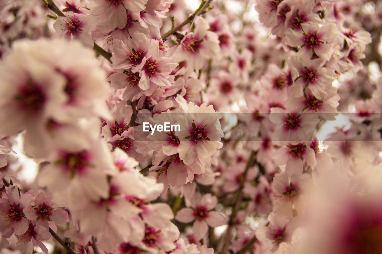 Close-up of cherry blossoms