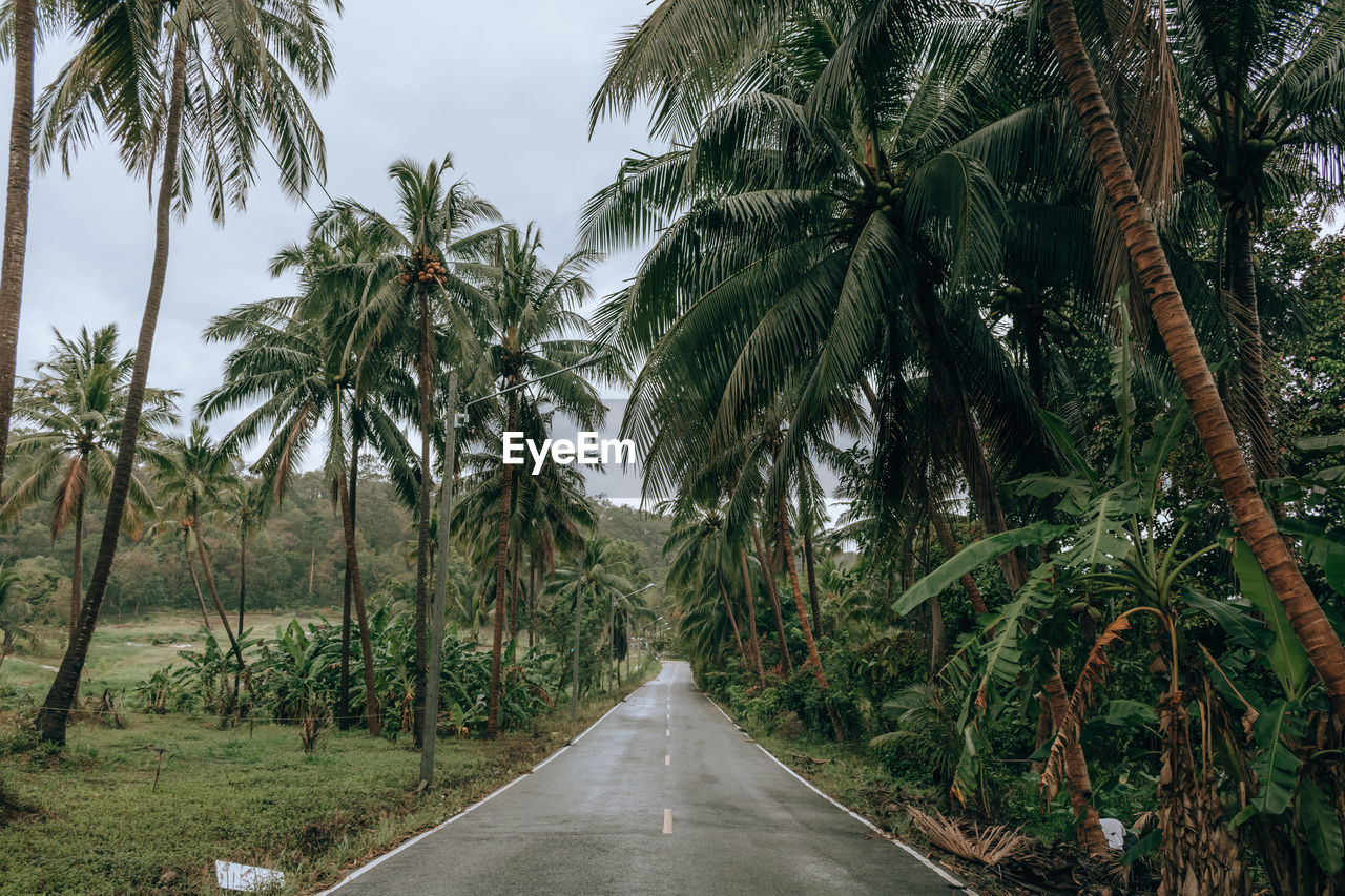 EMPTY ROAD ALONG PALM TREES AND PLANTS