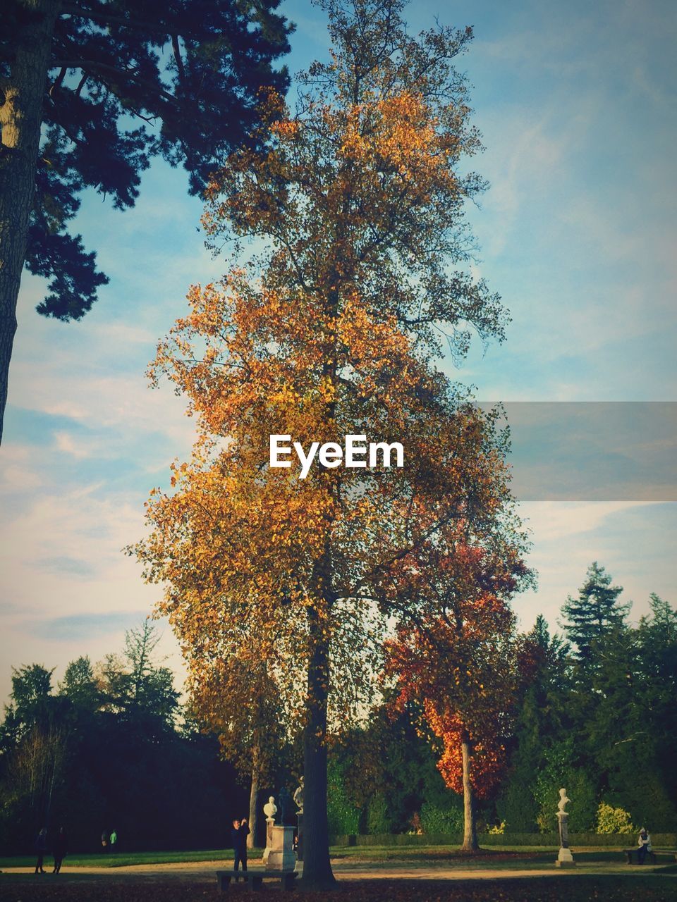 Low angle view of trees in park during autumn